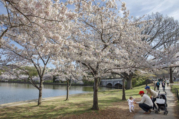 Potret Antusiasme Warga Washington Saksikan Sakura Mekar di Tengah Corona