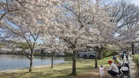 Selain Jepang, momen mekarnya bunga sakura juga dinikmati warga Washington, Amerika Serikat meskipun kini tengah terjadi pandemi Corona. (Foto: Jackquelyn Martin/AP)