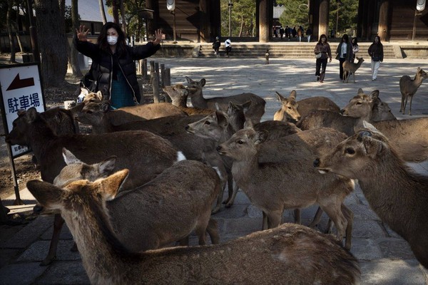 Setumpuk biskuit akan cepat habis ketika rusa-rusa berkerumun di sekitar wisatawan yang murah hati. Rusa-rusa itu akan menganggukkan kepala seolah-olah mereka membungkuk dengan gaya Jepang. (Foto: Jae C.Hong/AP) Setumpuk biskuit akan cepat habis ketika rusa-rusa berkerumun di sekitar wisatawan yang murah hati. Rusa-rusa itu akan menganggukkan kepala seolah-olah mereka membungkuk dengan gaya Jepang. (Foto: Jae C.Hong/AP)