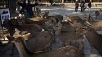 Setumpuk biskuit akan cepat habis ketika rusa-rusa berkerumun di sekitar wisatawan yang murah hati. Rusa-rusa itu akan menganggukkan kepala seolah-olah mereka membungkuk dengan gaya Jepang. (Foto: Jae C.Hong/AP)