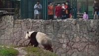 Seperti inilah suasana pengunjung melihat panda di Beijing Zoo pada tanggal 25 Maret 2020. Pengunjung yang datangpun mengenakan masker. (Wang Zhao/AFP)