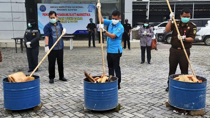 PEMUSNAHAN 50 KILOGRAM GANJA Petugas BNN (Badan Narkotika Nasional) Provinsi Banten bersama jajaran Muspida menyulut puluhan paket ganja saat Pemusnahan 50 Kilogram Ganja di Kantor BNN Provinsi Banten, di Serang, Kamis (26/3/2020). Petugas BNNP Banten menangkap kedua kurir saat akan mengambil kiriman paket 50 kilogram ganja dari Aceh yang disamarkan dalam empat keranjang asem jawa di Kantor jasa pengiriman yang setelah diusut ternyata ganja tersebut milik MF dan ND, dua warga binaan Lembaga Pemasyarakatan di Banten. ANTARA FOTO/Asep Fathulrahman/hp.