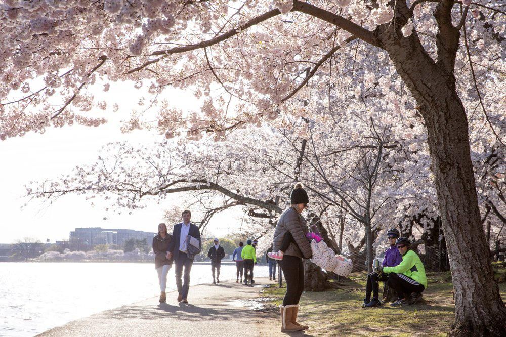 Meski Dilarang, Warga Washington Antusias Saksikan Sakura Mekar