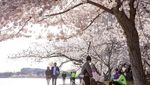 Potret Antusiasme Warga Washington Saksikan Sakura Mekar di Tengah Corona