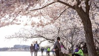 Namun sejumlah orang tetap saja datang untuk memandangi bunga sakura yang mekar. Masa puncak bunga sakura mekar ini adalah pada hari Jumat (21/3) dan akan bertahan selama 10 hari. (Foto: Jackquelyn Martin/AP)