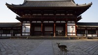 Pandemi Corona telah membuat berbagai tempat wisata di Jepang sepi, termasuk kuil-kuil situs warisan dunia UNESCO yang berada di Nara. Orang-orang di Nara saat ini mengurangi aktivitas luar ruang mereka namun tidak dengan rusa-rusa di sana. (Foto: Jae C.Hong/AP)