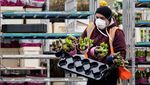 Foto: Industri Bunga di Belanda Sedang Berdarah-darah