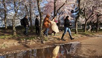 Warga Washington sebenarnya telah dilarang oleh otoritas setempat untuk datang ke taman bunga sakura. Hal ini terpaksa dilakukan untuk menghindari munculnya kerumuman orang yang dapat berpotensi menularkan Corona. (Foto: Jackquelyn Martin/AP)
