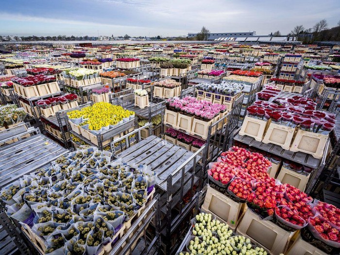 Industri Bunga di Belanda Layu