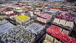 Foto: Industri Bunga di Belanda Sedang Berdarah-darah