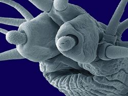 Ngeri atau Imut? Deretan Foto Makhluk Kecil Dilihat dari Microskop