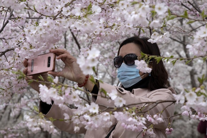 Musim semi telah tiba, mekarnya bunga sakura seakan mengundang warga Beijing untuk keluar rumah, meski aturan karantina masih berlangsung.