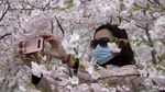 Bunga Sakura Mekar di China, Pertanda Meredanya Virus Corona?