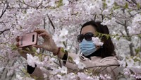 Seorang warga berfoto di antara bunga sakura yang tengah mekar di salah satu sudut kota Beijing lengkap masih dengan maskernya.