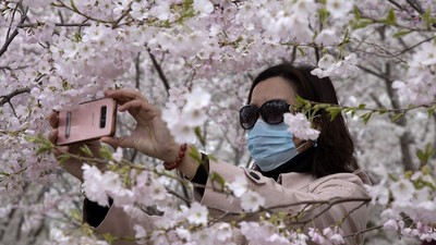 Bunga Sakura Mekar di China, Pertanda Meredanya Virus Corona?