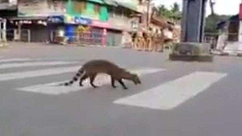 Musang Malabar Musang malabar, binatang langka di India.