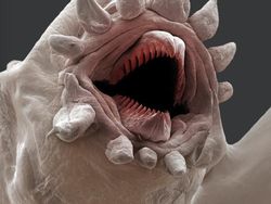 Ngeri atau Imut? Deretan Foto Makhluk Kecil Dilihat dari Microskop