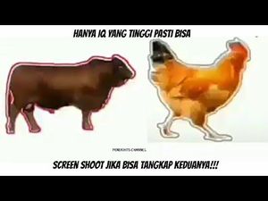 Game Viral Saat Diam di Rumah: Tangkap Sapi dan Ayam!