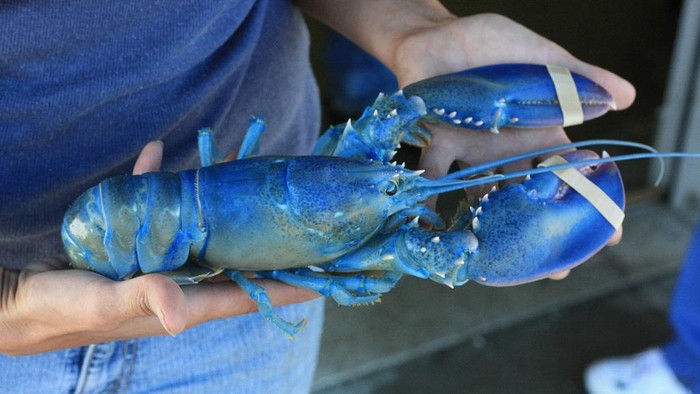 lobster biru