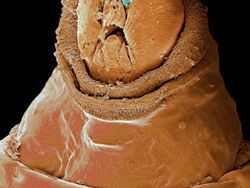 Ngeri atau Imut? Deretan Foto Makhluk Kecil Dilihat dari Microskop