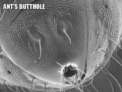 Ngeri atau Imut? Deretan Foto Makhluk Kecil Dilihat dari Microskop