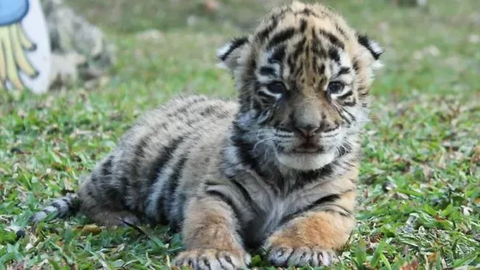 bayi harimau covid