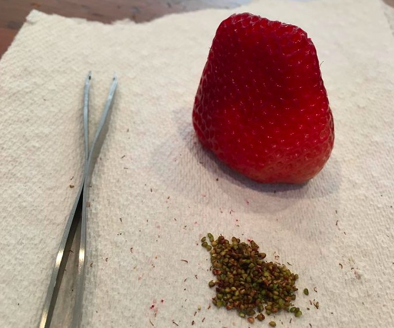 Kelakuan Kocak di Rumah Aja