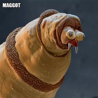 Hewat mikrokopis