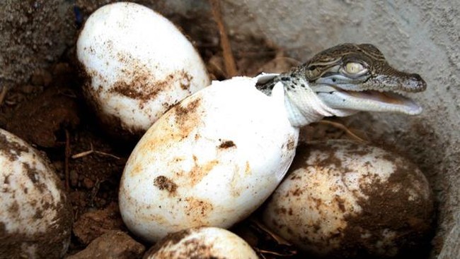 Bukan Telur Ayam, 5 Telur Aneh Ini Juga Enak Dimakan