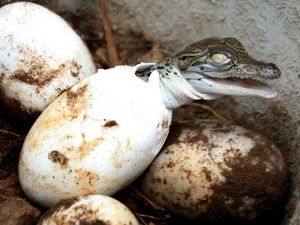 Bukan Telur Ayam, 5 Telur Aneh Ini Juga Enak Dimakan