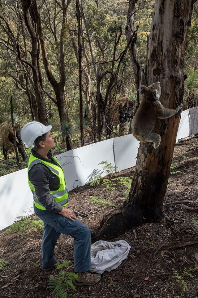 Koala Korban Kebakaran Australia Akhirnya Pulang ke Habitatnya