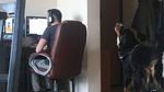 Ragam Tingkah Hewan Peliharaan Saat Temani Majikan Kerja di Rumah