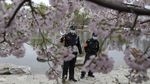 Bunga Sakura Mekar di China, Pertanda Meredanya Virus Corona?