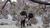 Petugas keamanan pun berusaha mencegah warga agar tak berkerumun dan mendatangi lokasi mekarnya bunga sakura tersebut.