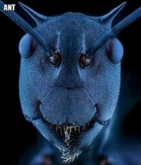 Hewat mikrokopis