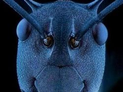 Ngeri atau Imut? Deretan Foto Makhluk Kecil Dilihat dari Microskop