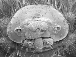 Ngeri atau Imut? Deretan Foto Makhluk Kecil Dilihat dari Microskop