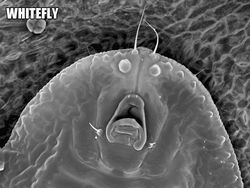 Ngeri atau Imut? Deretan Foto Makhluk Kecil Dilihat dari Microskop