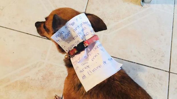 Anjing chihuahua Antonio yang dilatih