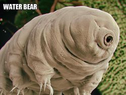 Ngeri atau Imut? Deretan Foto Makhluk Kecil Dilihat dari Microskop