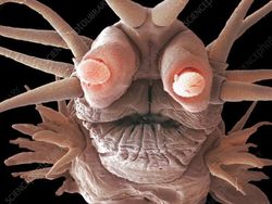 Ngeri atau Imut? Deretan Foto Makhluk Kecil Dilihat dari Microskop