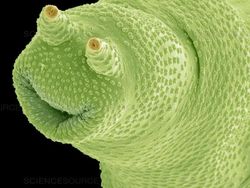 Ngeri atau Imut? Deretan Foto Makhluk Kecil Dilihat dari Microskop