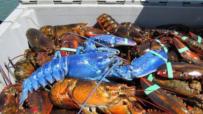 lobster biru