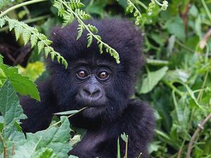 Orang Utan, Simpanse dan Gorila Liar Perlu Dilindungi dari Virus Corona