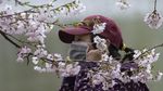 Bunga Sakura Mekar di China, Pertanda Meredanya Virus Corona?