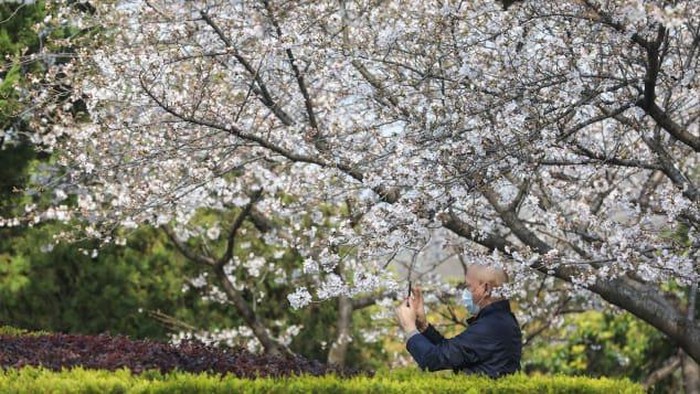 Bunga Sakura di Universitas Wuhan