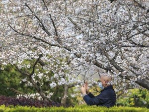 Bunga Sakura Mulai Merekah di Wuhan
