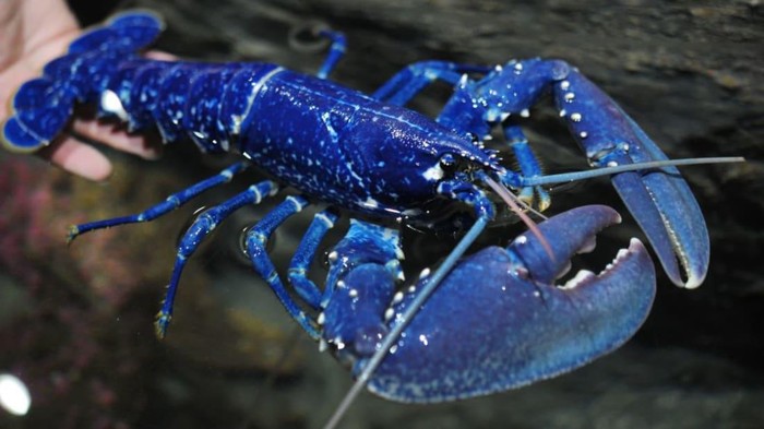 lobster biru lobster biru