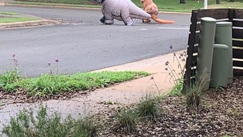Keliling komplek pakai kostum dinosaurus. Foto: Bored Panda