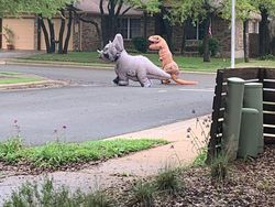 Bosan di Rumah Saja, Begini Kelakuan Kocak Warga